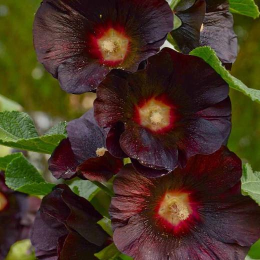 Alcea rosea 'Blacknight',Hollyhock 'Blacknight', Tall Perennial, Black flowers, Black Alcea, Black Hollylock